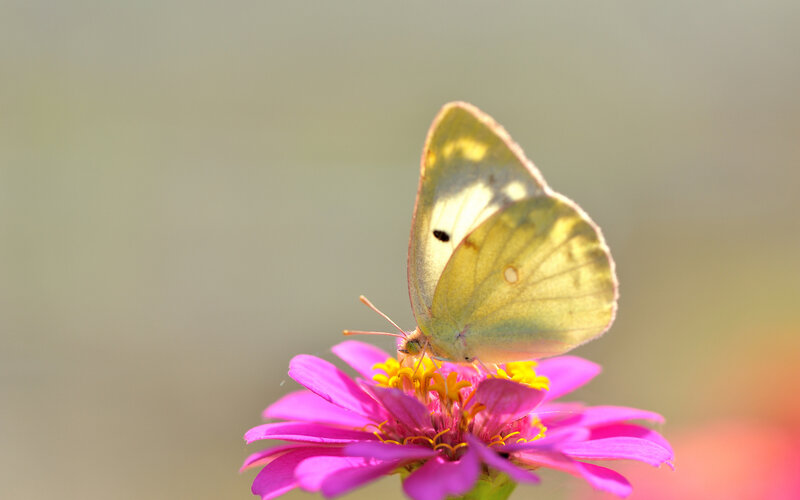 Yellow Butterfly on Flower — Pink, Serene