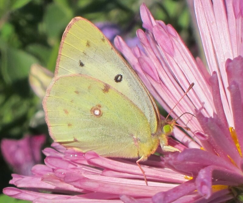 Yellow Butterfly on Flower — Pink