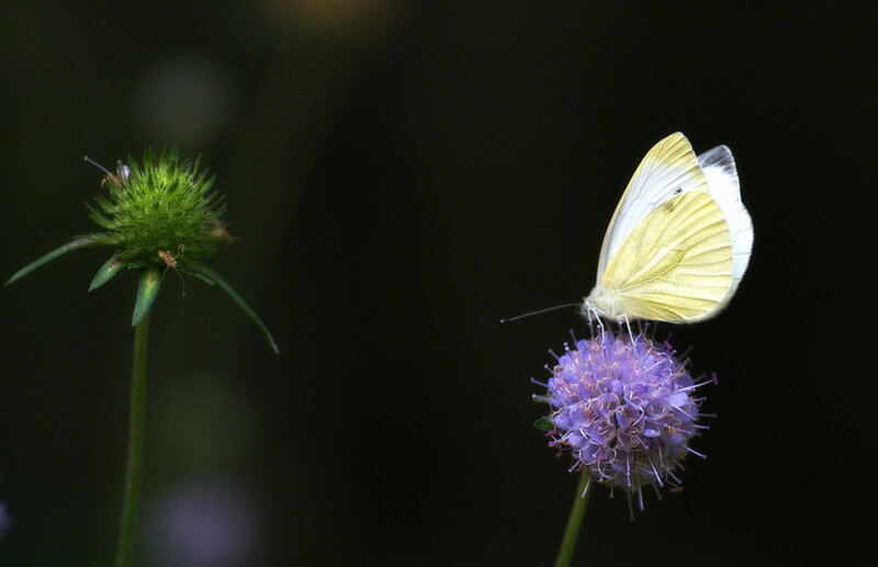 Yellow Butterfly on Flower — Purple, Calm