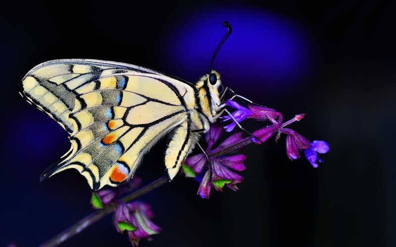 Yellow Butterfly on Flower — Purple, Dramatic