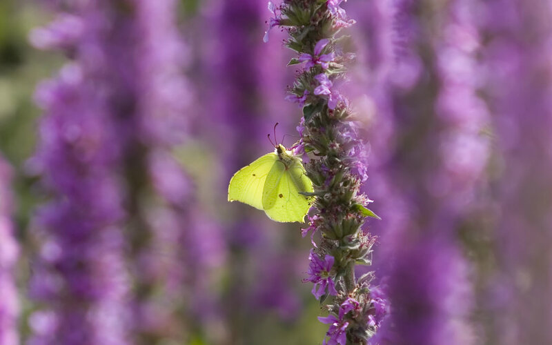 Yellow Butterfly on Flower — Purple, Serene, Afternoon