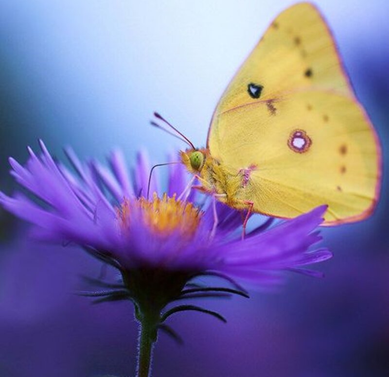 Yellow Butterfly on Flower — Purple, Serene, Photograph