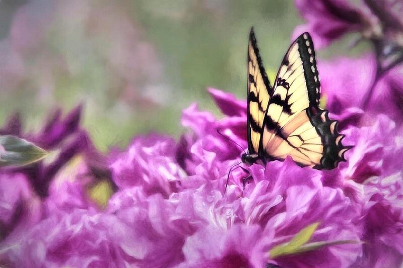 Yellow Butterfly on Flower — Purple, Serene, Spring