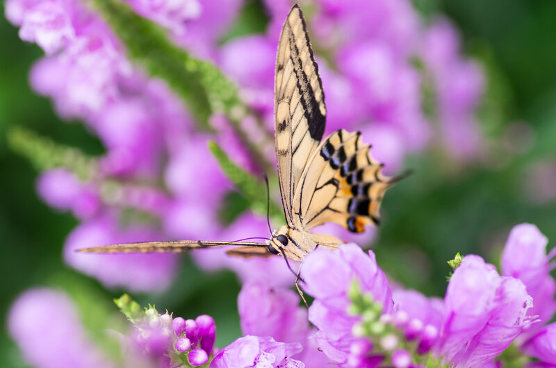 Yellow Butterfly on Flower — Purple, Serene