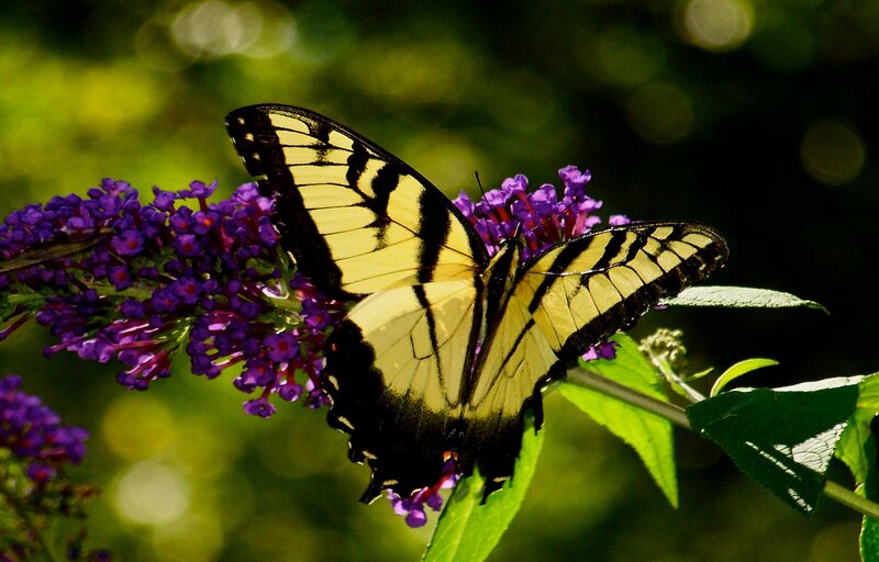 Yellow Butterfly on Flower — Purple
