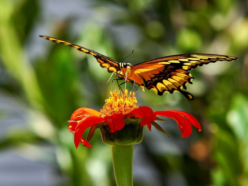 Yellow Butterfly on Flower — Red, Calm