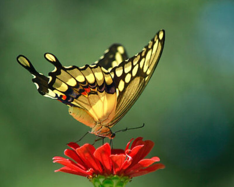 Yellow Butterfly on Flower — Red, Serene