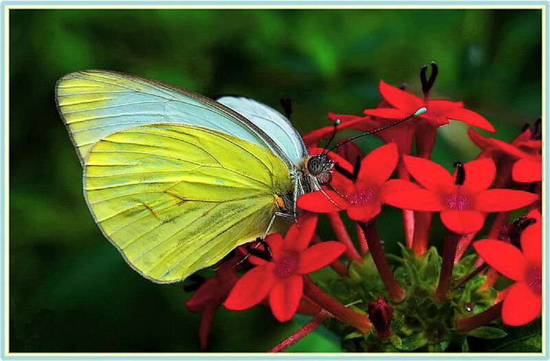 Yellow Butterfly on Flower — Red