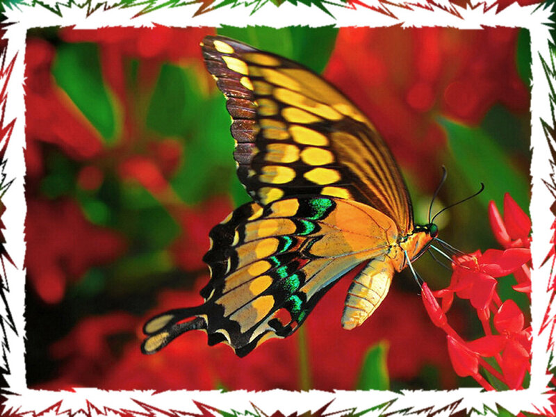 Yellow Butterfly on Flower — Red, Vibrant