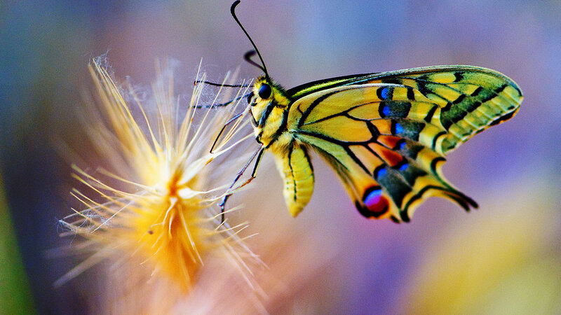 Yellow Butterfly on Flower — Serene, Afternoon, Photograph, Antennae