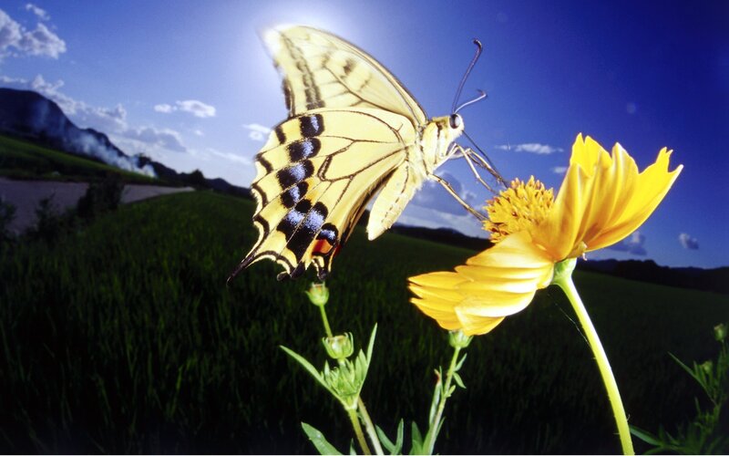 Yellow Butterfly on Flower — Serene, Afternoon, Photograph, Field, Sky