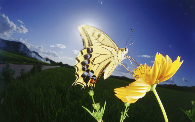 Yellow Butterfly on Flower — Serene, Afternoon, Photograph, Field