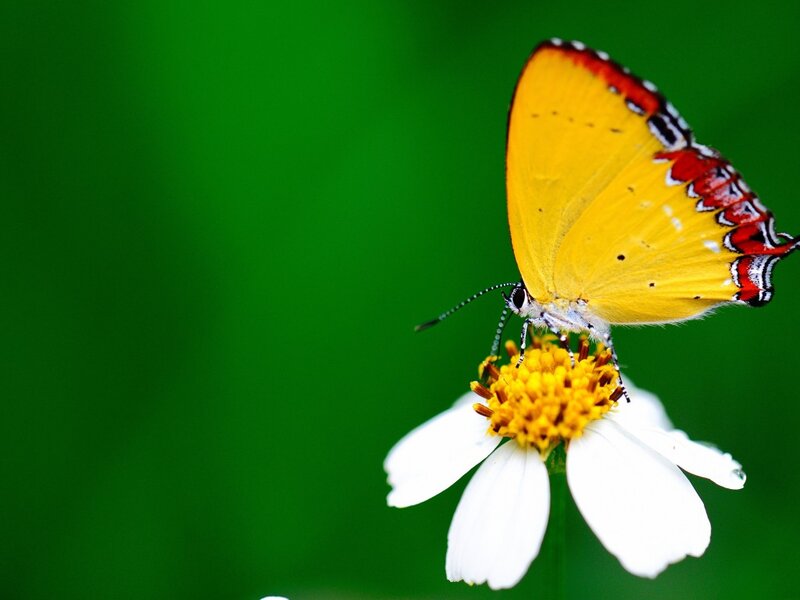 Yellow Butterfly on Flower — Serene, Afternoon, Photograph, Green Background