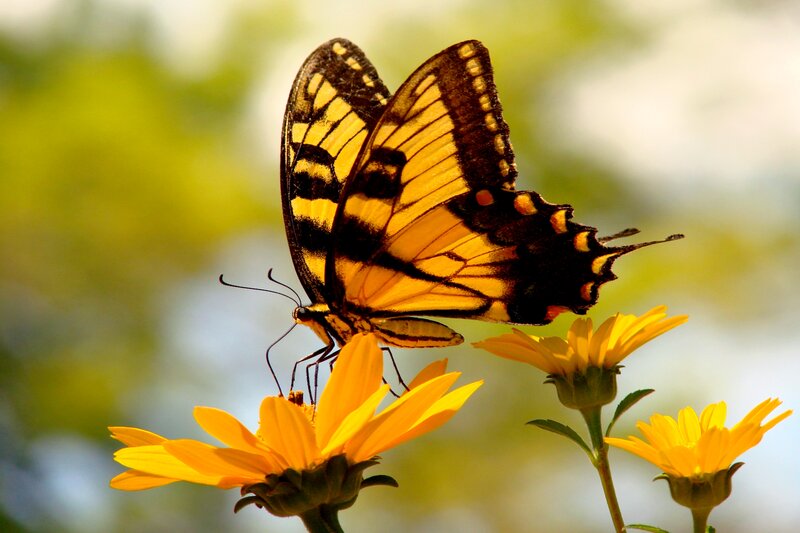Yellow Butterfly on Flower — Serene, Afternoon, Photograph, Greenery