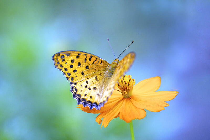 Yellow Butterfly on Flower — Serene, Afternoon, Photograph, Stem