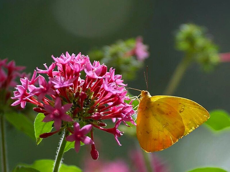 Yellow Butterfly on Flower — Serene, Afternoon, Photograph