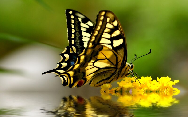 Yellow Butterfly on Flower — Serene, Afternoon, Photograph, Water