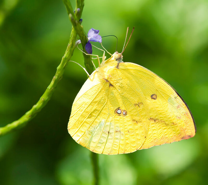 Yellow Butterfly on Flower — Serene, Afternoon