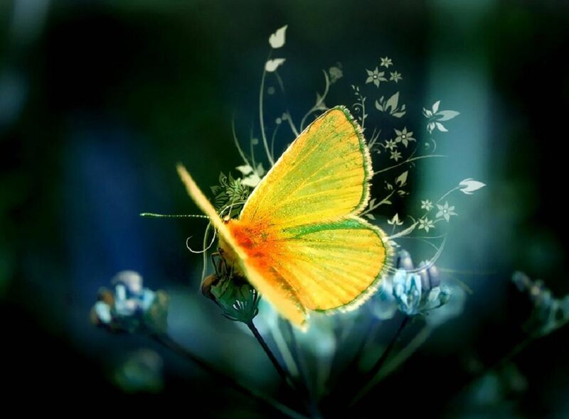 Yellow Butterfly on Flower — Serene, Digital Art