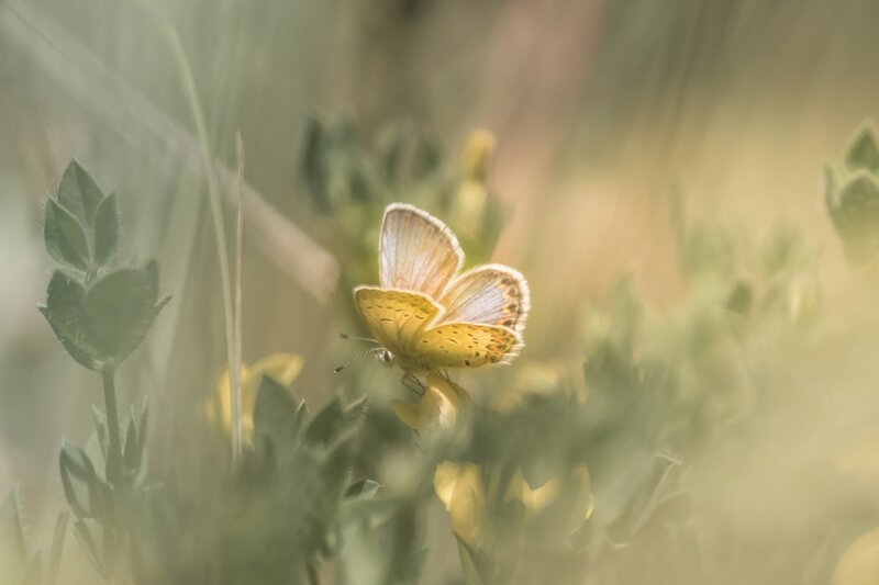 Yellow Butterfly on Flower — Serene, Morning, Photograph