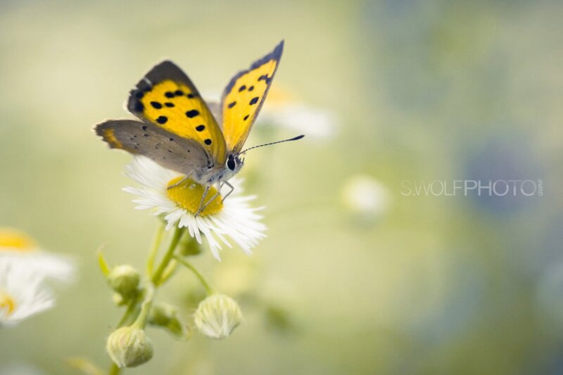 Yellow Butterfly on Flower — Serene, Morning
