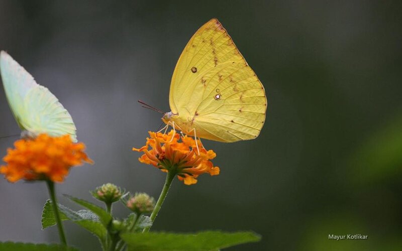 Yellow Butterfly on Flower — Serene, Photograph