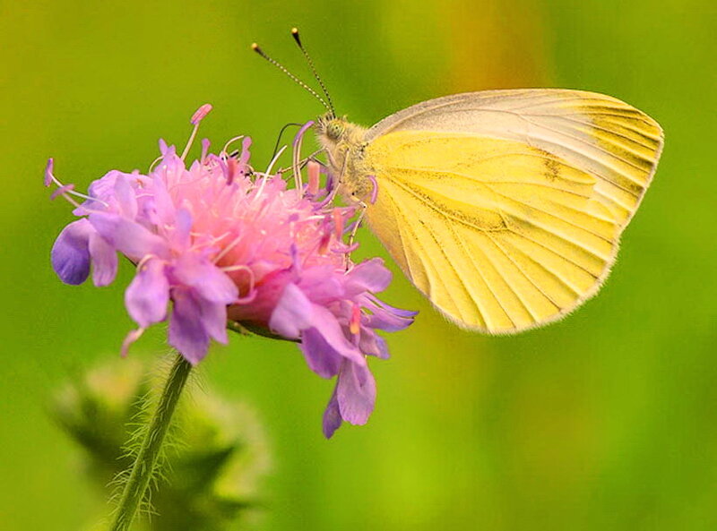Yellow Butterfly on Flower — Serene, Summer