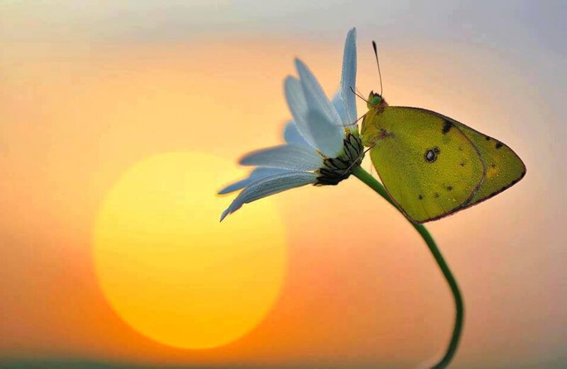 Yellow Butterfly on Flower — Serene, Sunset