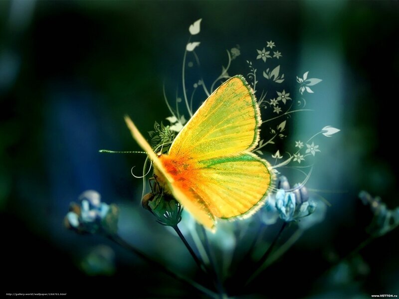 Yellow butterfly on flower
