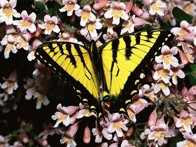 yellow butterfly on flowers