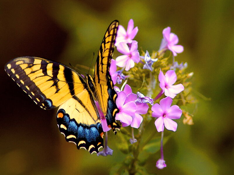 Yellow Butterfly on Flowers — Calm, Afternoon, Photograph