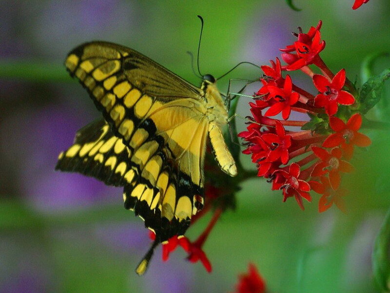 Yellow Butterfly on Flowers — Calm, Afternoon