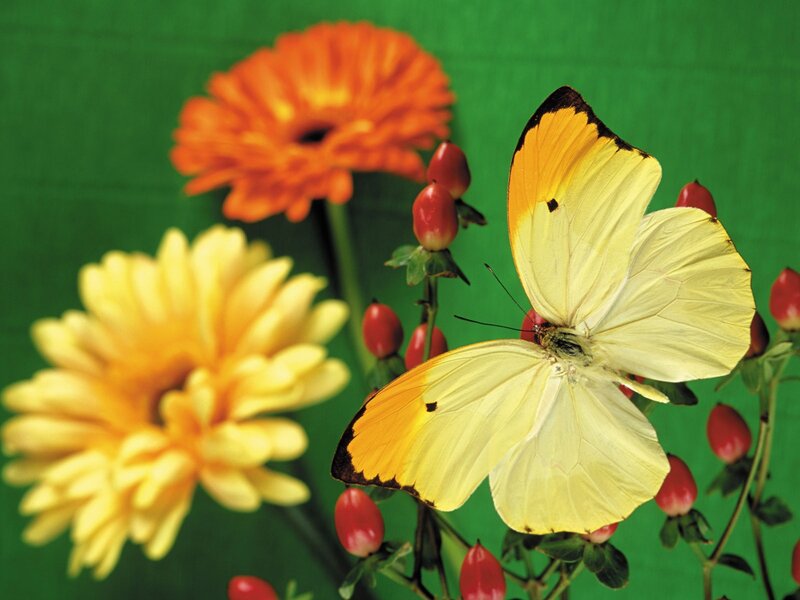 Yellow Butterfly on Flowers — Calm, Photograph