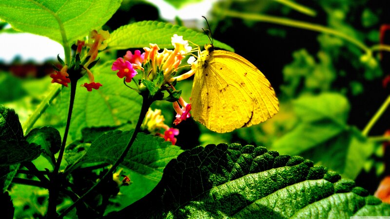 Yellow Butterfly on Flowers — Green, Natural