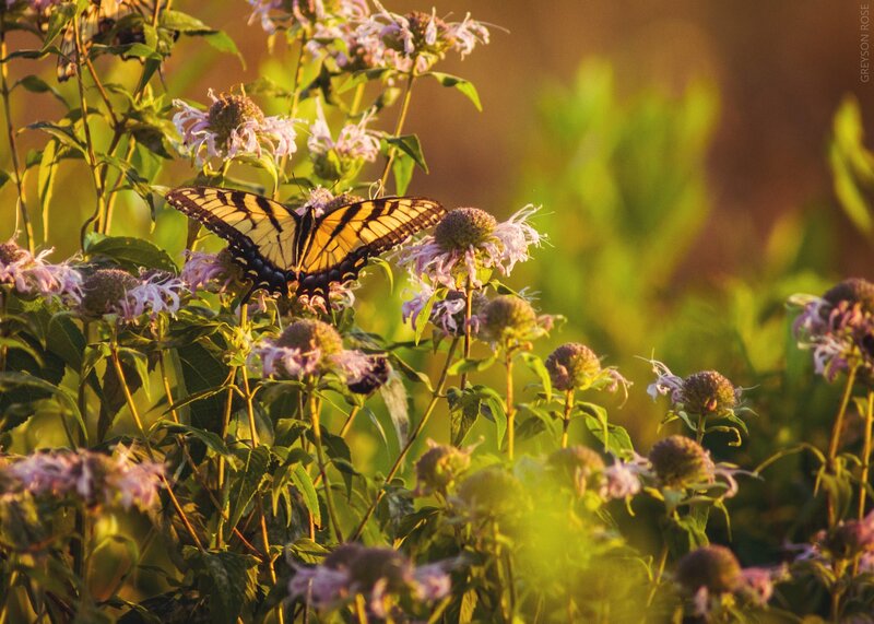 Yellow Butterfly on Flowers — Green, Serene, Sunset
