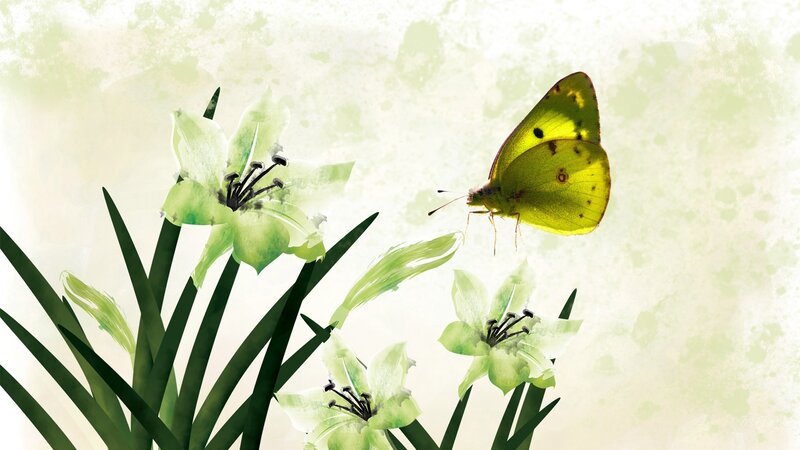 Yellow Butterfly on Flowers — Green