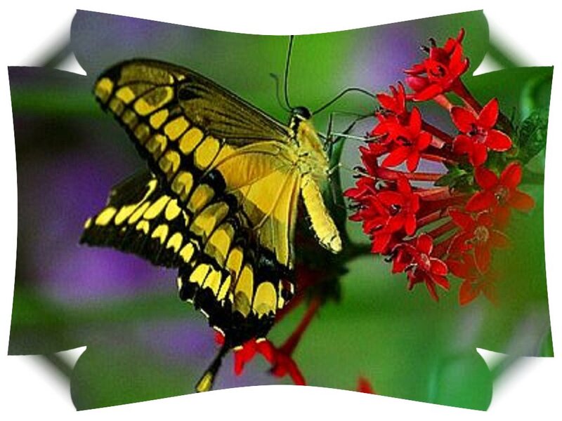 Yellow Butterfly on Flowers — Natural