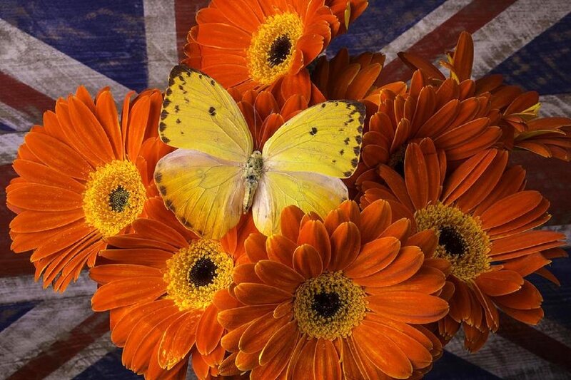 Yellow Butterfly on Flowers — Orange