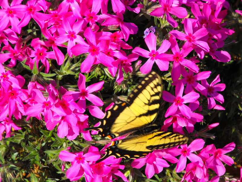 Yellow Butterfly on Flowers — Pink, Calm