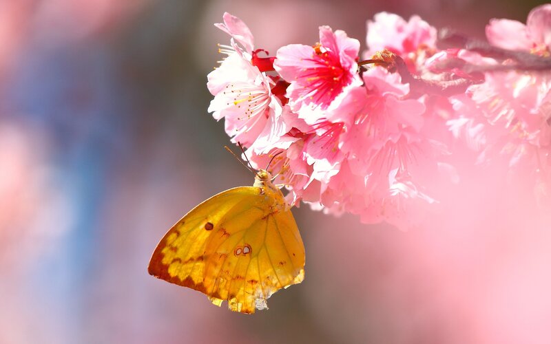 Yellow Butterfly on Flowers — Pink, Serene, Spring
