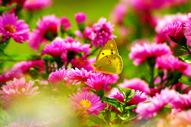 Yellow Butterfly on Flowers — Pink, Serene