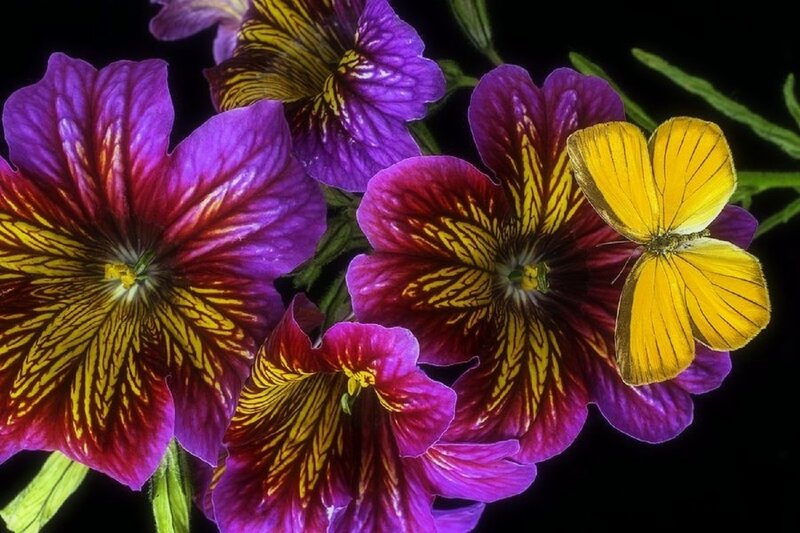 Yellow Butterfly on Flowers — Purple, Dramatic