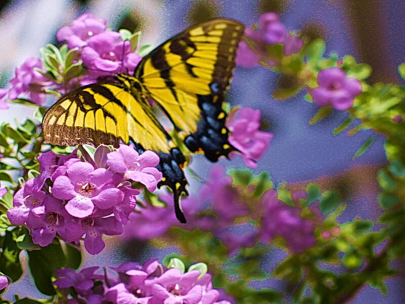 Yellow Butterfly on Flowers — Purple
