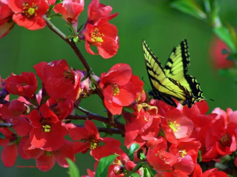 Yellow Butterfly on Flowers — Red, Serene, Spring, Photograph