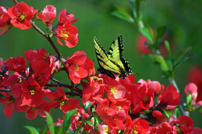 Yellow Butterfly on Flowers — Red, Serene, Spring