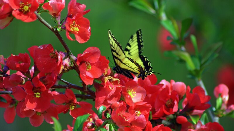 Yellow Butterfly on Flowers — Red, Serene