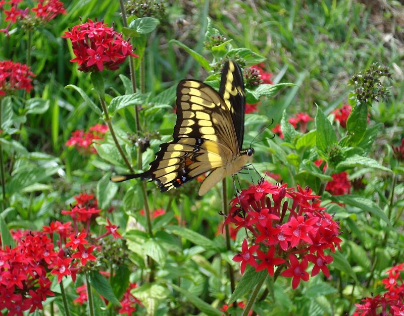 Yellow Butterfly on Flowers — Red