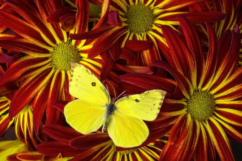 Yellow Butterfly on Flowers — Red, Vibrant