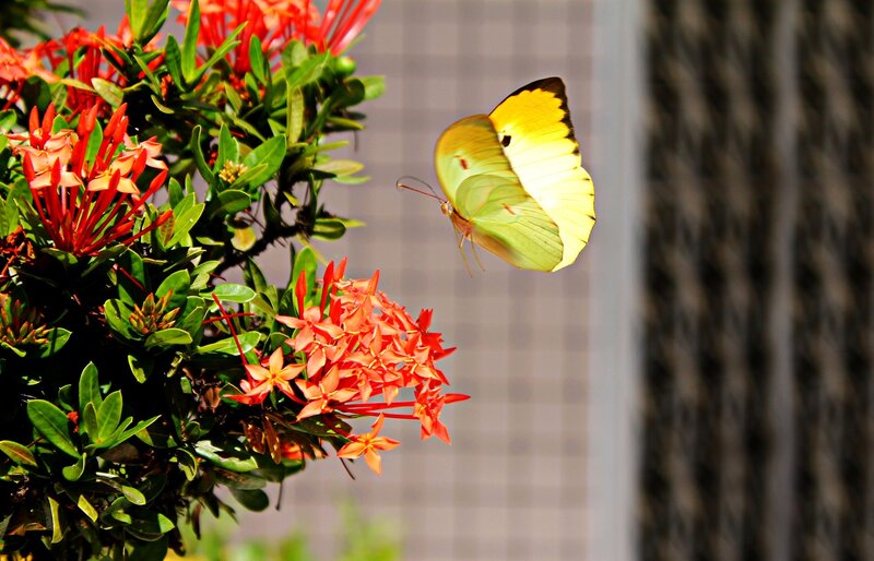 Yellow Butterfly on Flowers — Serene, Afternoon