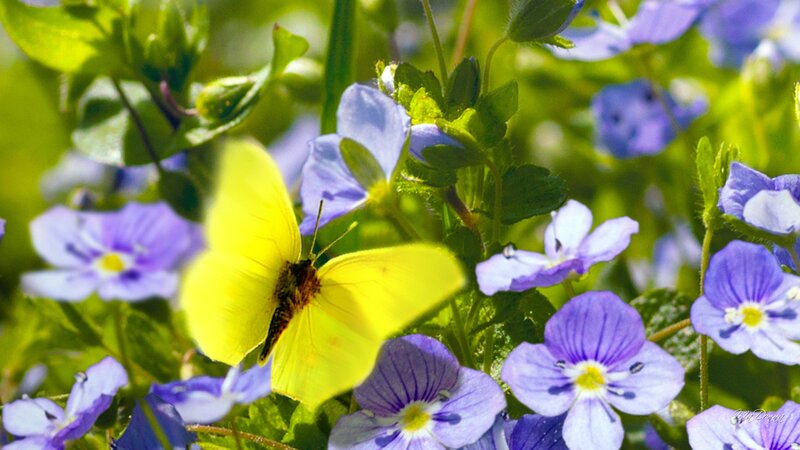 Yellow Butterfly on Flowers — Serene